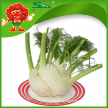 Exporter of Chinese Fresh Fennel Root